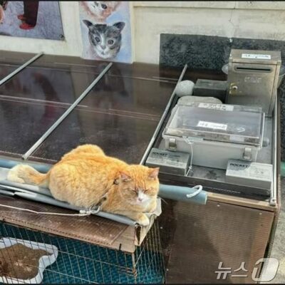 韓国の「猫の天国」のはずなのに…“餌やり体験”一転、「動物虐待」