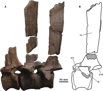 背に「帆」持つ新種恐竜、スペインで化石発見