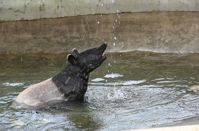 マレーバクの赤ちゃんが水遊び まだまだら模様も