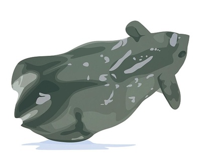 中国の南海で「吸血鬼イカ」に近い新種を発見