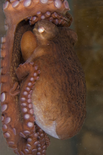 ミズダコの皇帝？オクタビウスと命名 スミソニアン動物園