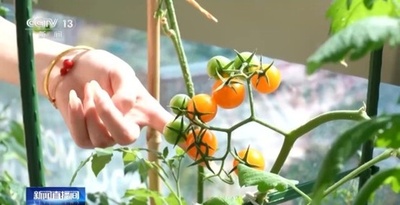 「デスク菜園」が人気 「鉢植え野菜」が出勤の新たなモチベーションに 中国
