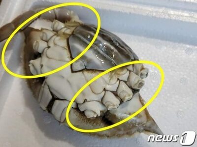 韓国・不良品ワタリガニ騒動、「ウチは無関係」と言う業者から買ったら…やはり足がとれていた