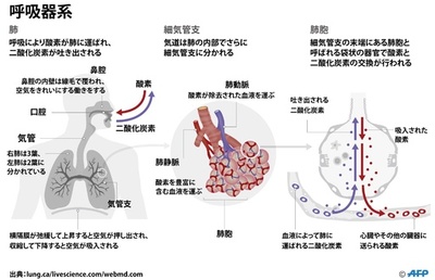 【図解】呼吸器系の仕組み