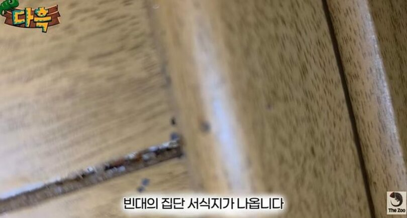 韓国・釜山のスーパー銭湯の壁の隙間などで発見されたトコジラミ＝ユーチューブチャンネル「ダフク」の映像(c)NEWSIS