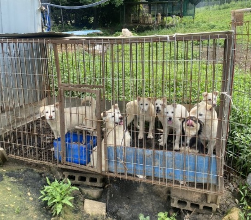近くにある犬小屋も同じく劣悪だった。狭い空間に8匹が詰め込まれていた。それでも犬たちは見知らぬ人にしっぽを打ち、こちらを眺めた(c)MONEYTODAY
