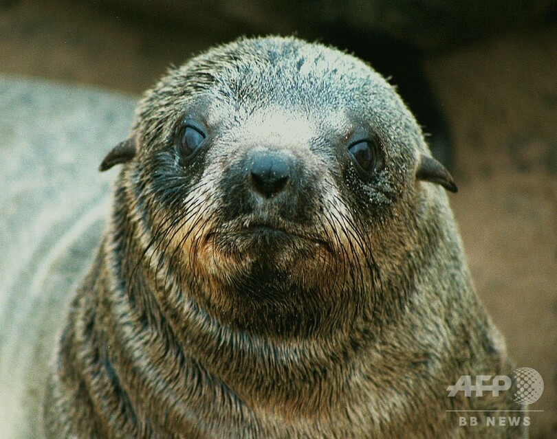 ナミビア繁殖地でオットセイ大量死、流産などで推計7000頭