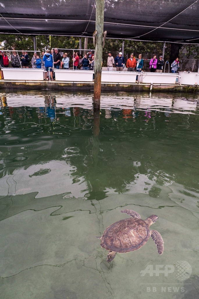 乳頭腫のウミガメ増加、対応に追われる米フロリダの「カメ病院」