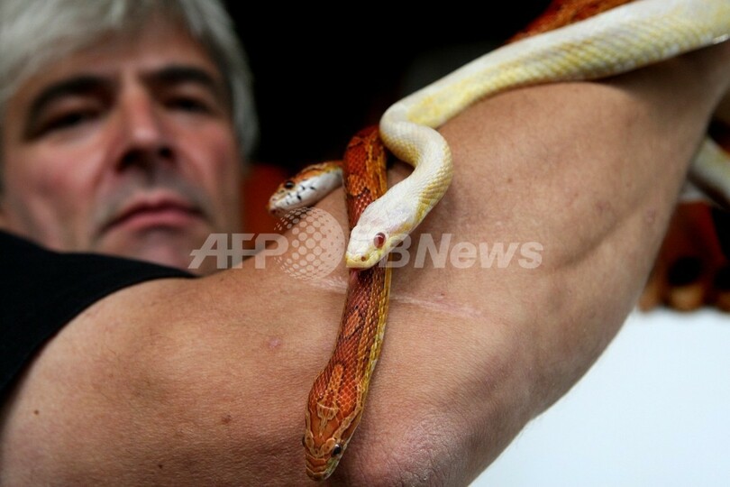オランダで拾われたヘビ飼い主募集中 写真6枚 国際ニュース Afpbb News