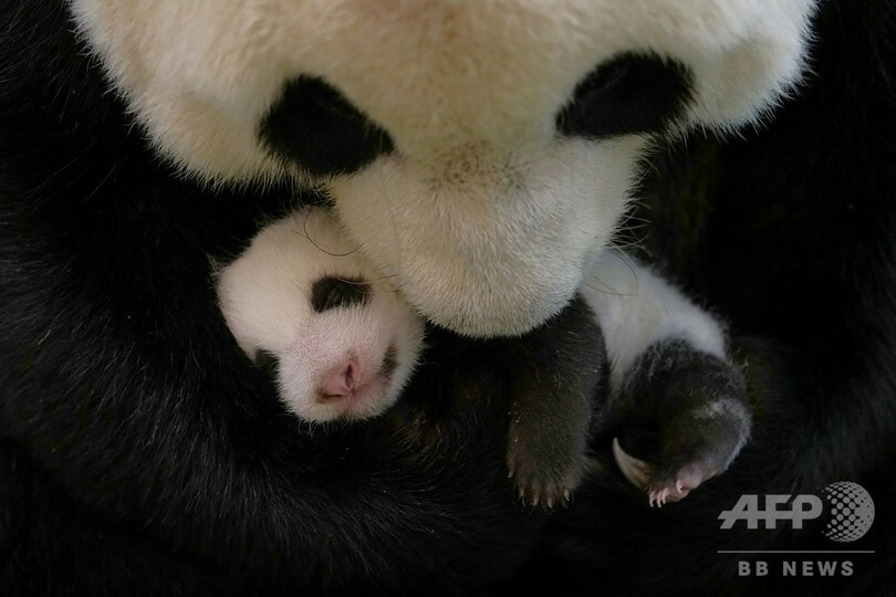 台北動物園でベビーブーム パンダやセンザンコウの赤ちゃん コロナ禍に光 写真9枚 国際ニュース Afpbb News