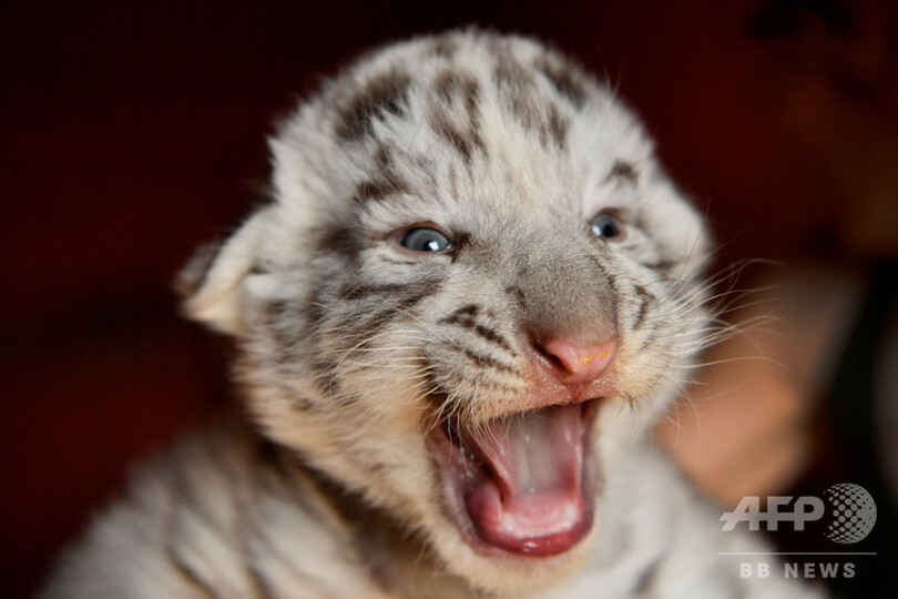 名前は「ケンゾー」、ホワイトタイガーの赤ちゃんお披露目 南仏