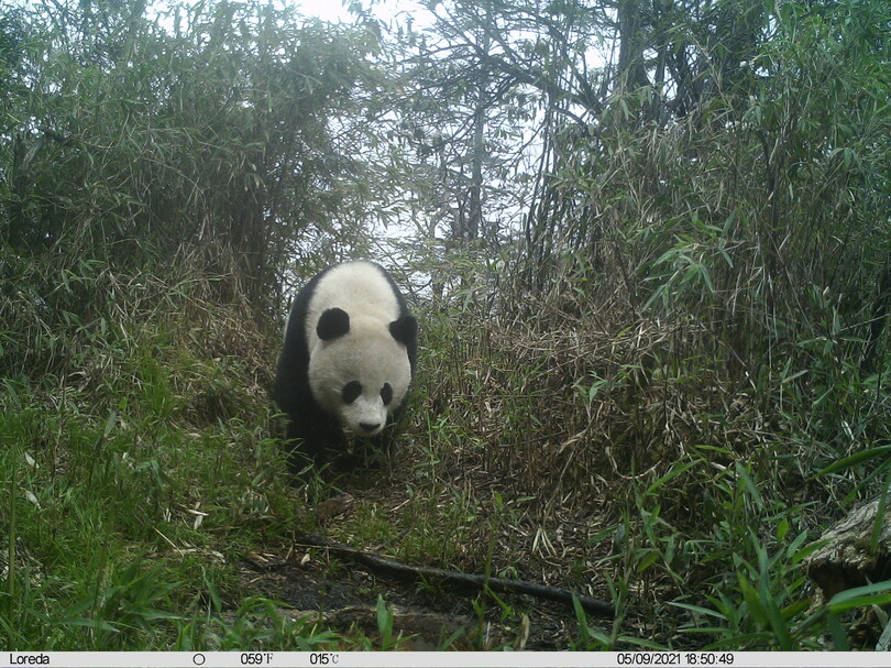 中国、生態系整備で希少・絶滅危惧種の生存状況が改善