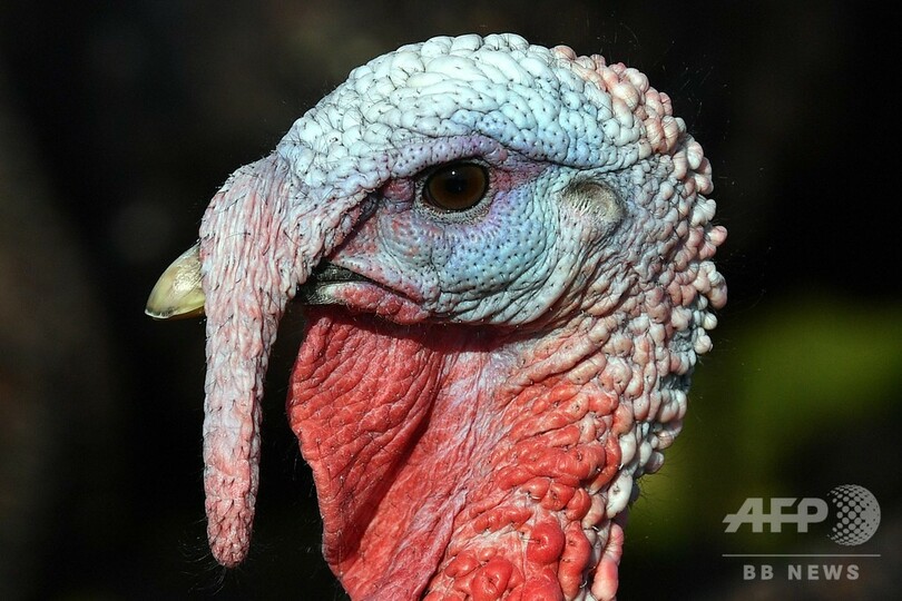 密避けるコロナ・クリスマス、七面鳥は小ぶりが売れ筋 英