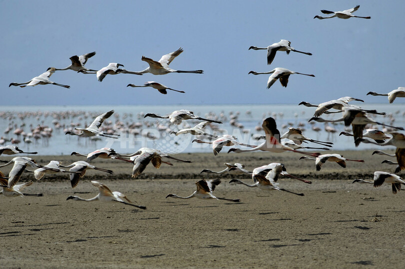 経済か環境か、フラミンゴの楽園にソーダ灰工場建設計画 タンザニア