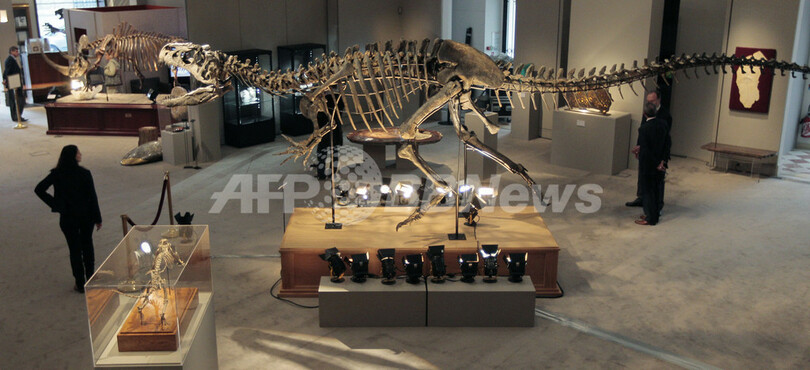 恐竜や大型肉食獣の化石、サザビーズが5日競売へ