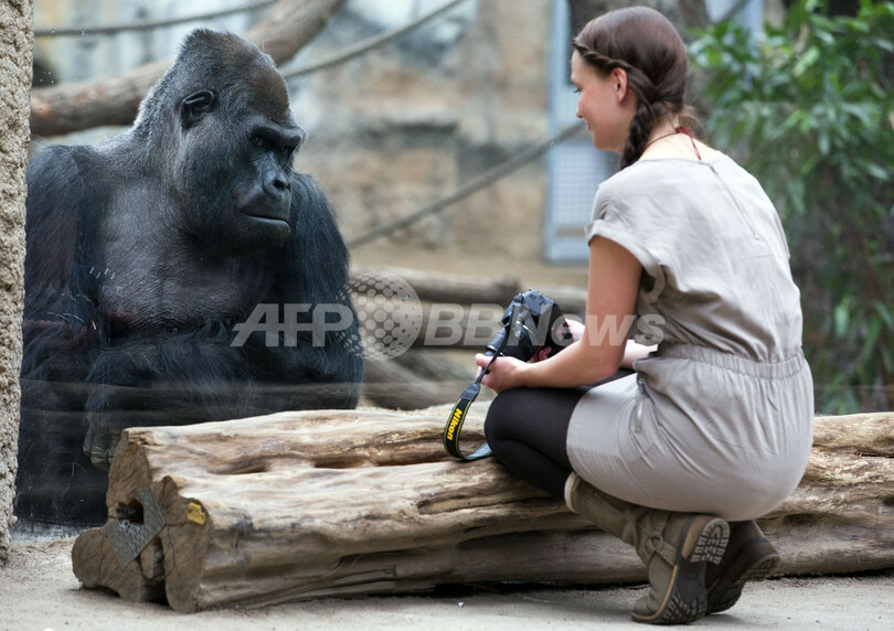 ゴリラの女の子、人間に興味津々？ドイツの動物園