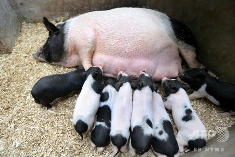 豚肉価格が14週連続で下降、5月のCPI上げ率は再び2%台に戻る 中国