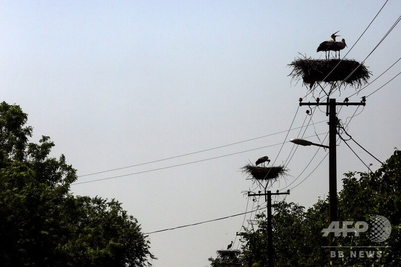 実は安全？コウノトリが電柱の上で子育て奮闘中 セルビア