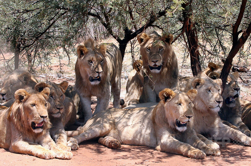 ライオンの群れ サイの密猟者たちを食べる 南ア 写真1枚 国際ニュース Afpbb News