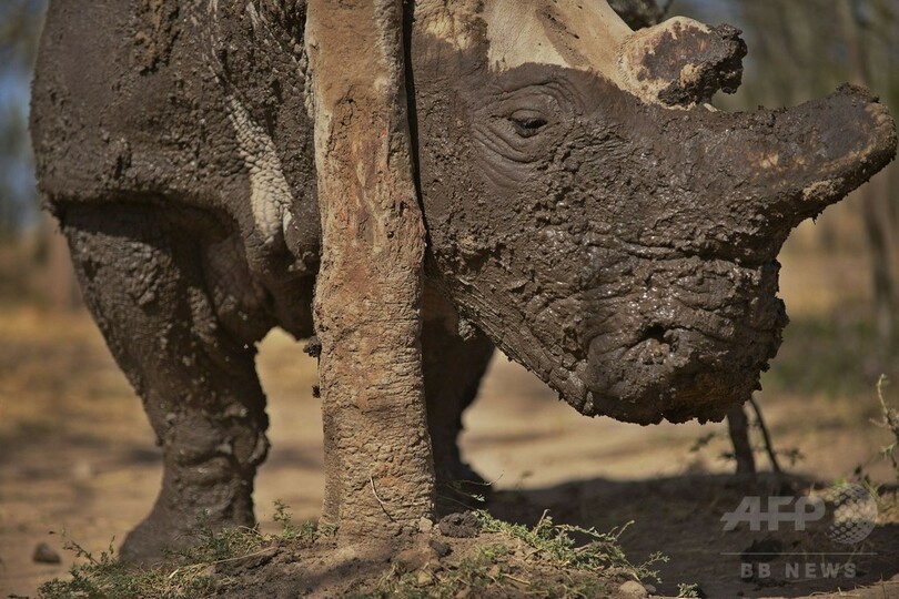 地球上に残り5頭、キタシロサイの絶滅を防げ 専門家が会議