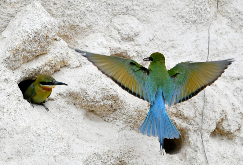 中国で最も美しい鳥 ハリオハチクイ アモイで巣作り 写真12枚 国際ニュース Afpbb News