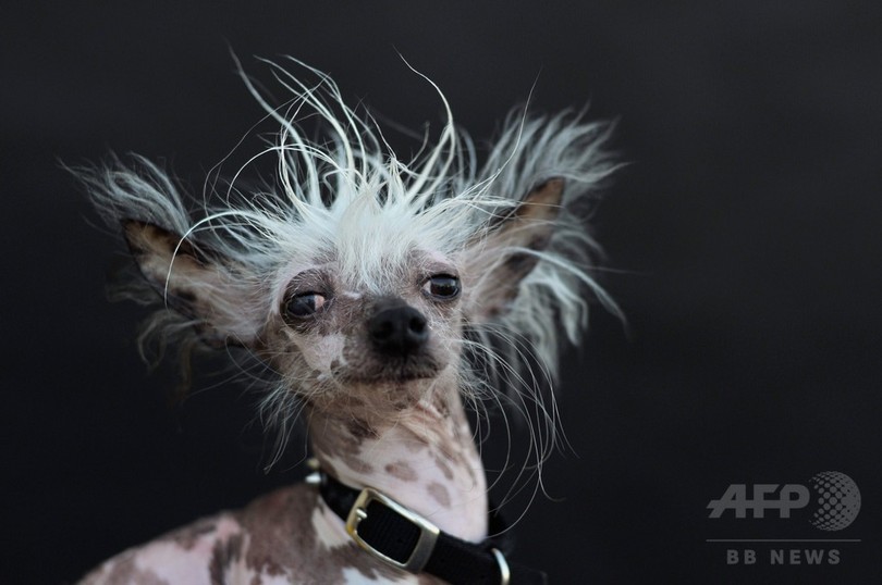 世界一醜い犬 の名誉 米ドッグ コンテスト 写真16枚 国際ニュース Afpbb News