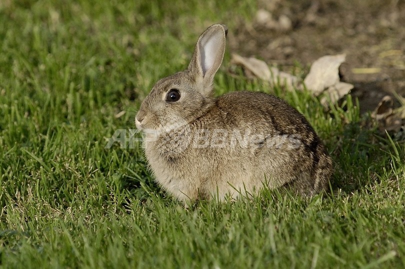 お手柄ペット、今度はウサギが飼い主を火事から救う お手柄ペット、今度はウサギが飼い主を火事から救う