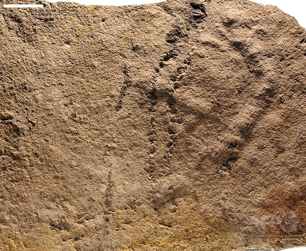 最古の動物の足跡、中国で発見 研究 最古の動物の足跡、中国で発見 研究