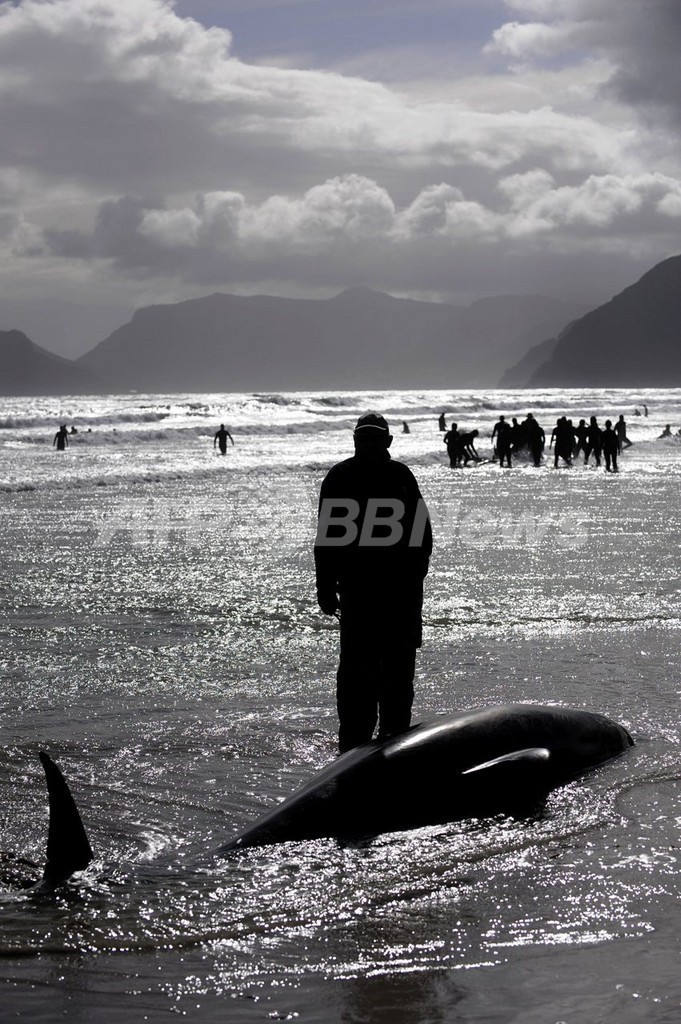 ゴンドウクジラの集団座礁で7頭死亡、南アフリカ ゴンドウクジラの集団座礁で7頭死亡、南アフリカ