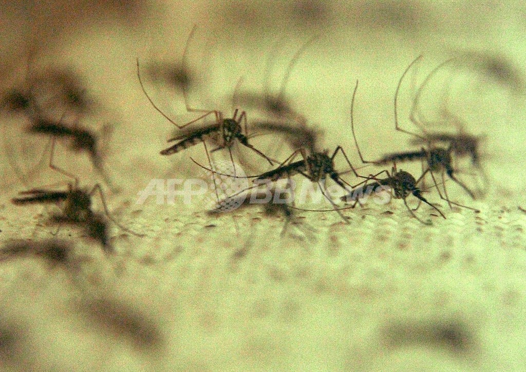 蚊の個体数を激減させた?女性に賞金3000ドル、台湾 蚊の個体数を激減させた?女性に賞金3000ドル、台湾