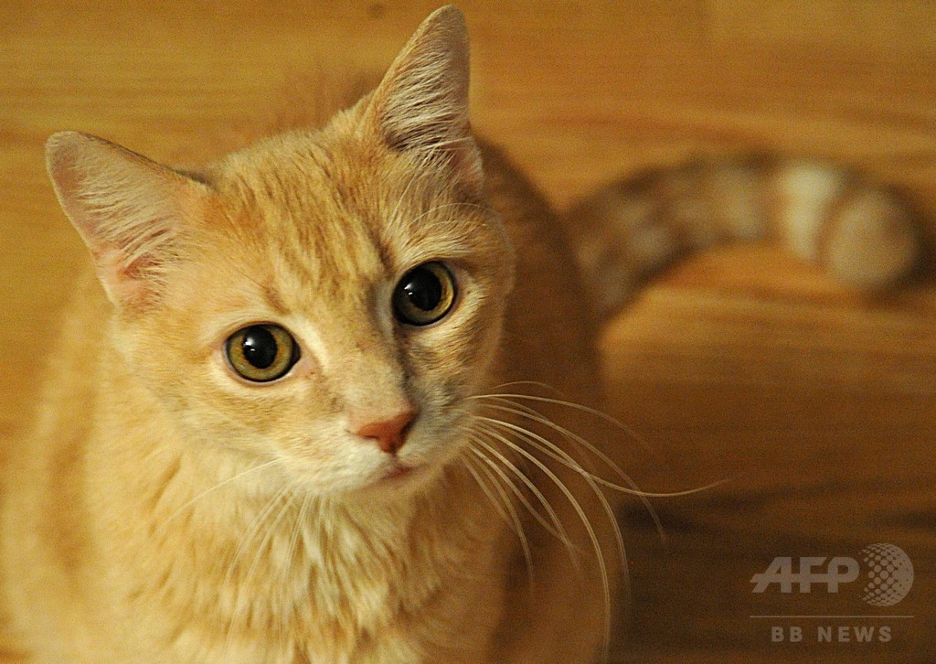 猫の家畜化、肉好きな習性が影響か 猫の家畜化、肉好きな習性が影響か