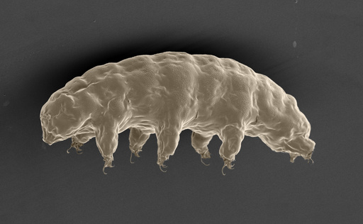 ヒトdnaをx線から守るクマムシ由来のタンパク質を発見 東大研究 写真2枚 国際ニュース Afpbb News