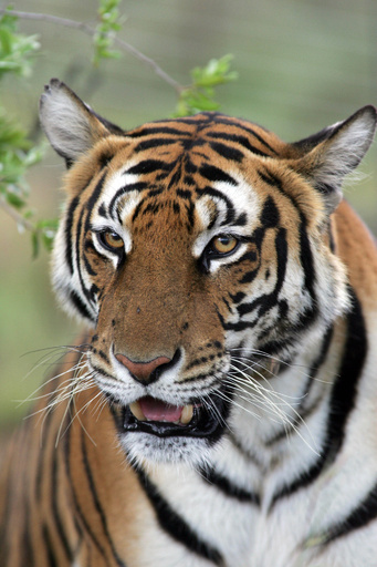 写真特集 6亜種のみの残存が確認された絶滅危機のトラ 写真13枚 国際ニュース Afpbb News
