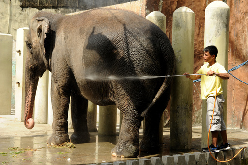 43歳のゾウ、比動物園で死ぬ 「独房」との非難も保護区への移送
