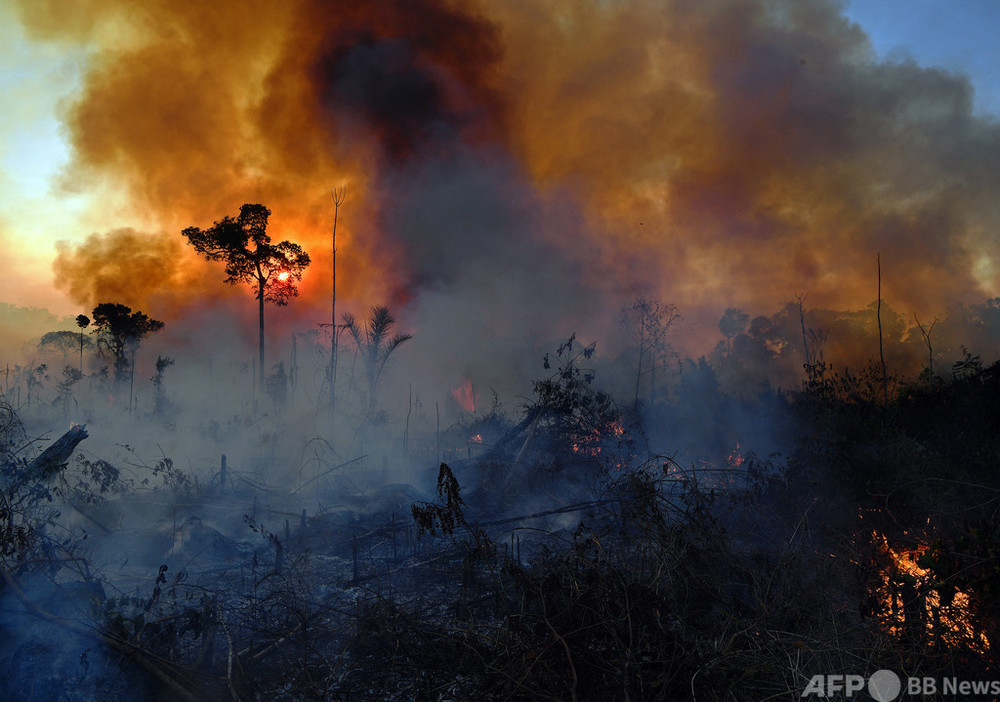 アマゾン熱帯雨林、CO2排出が吸収上回る 研究論文