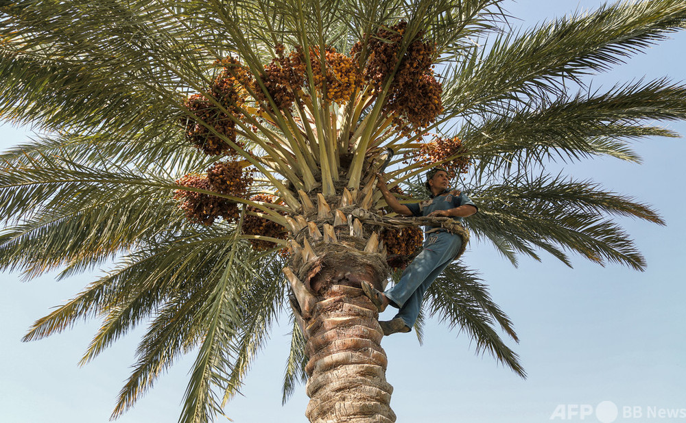 は*ん様 激レア 巨大 オーストラリア産 イナズマツノヤシ は*ん様