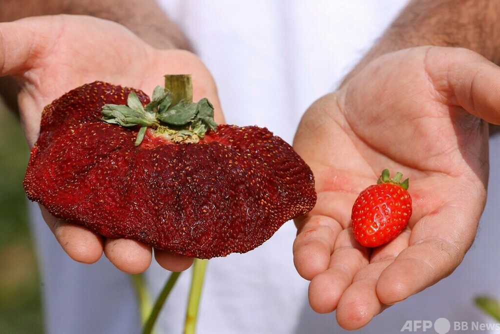 289グラムの巨大イチゴ、世界記録に イスラエル 写真13枚 国際ニュース