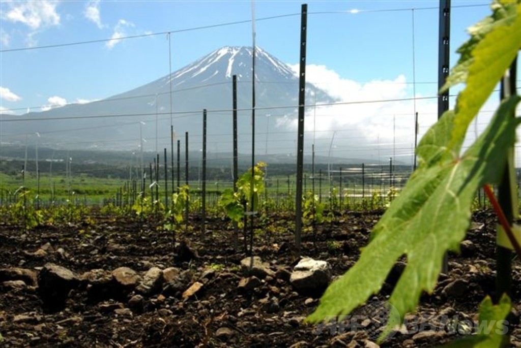 日本料理との絶妙なマリアージュ、富士山ワイナリーの「Shizen」ワインに世界が注目