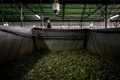 フランス・ピエールラットにある食用ガエルの養殖場（2020年9月30日撮影）。(c)JEFF PACHOUD / AFP