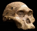 南アフリカ・スタークフォンテイン（Sterkfontein）洞くつで発見されたアウストラピテクスの化石「ミセス・プレス（Mrs. Ples）」（2011年5月31日提供）。(c)AFP/NIVERSITY OF COLORADO AT BOULDER/DARRYL DE RUITER