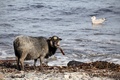 英スコットランド・オークニー諸島ノースロナルドセー島で海藻を食べるヒツジ（2021年9月7日撮影）。(c)Adrian DENNIS / AFP