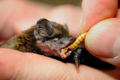 傷ついたコウモリにえさをやる生物学者の男性（2010年3月25日撮影）。(c)AFP/DDP/TORSTEN SILZ