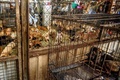 タイ・バンコクの郊外にある野良犬の保護施設に収容された犬たち（2020年4月6日撮影）。(c)Mladen ANTONOV / AFP