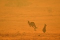 豪ニューサウスウェールズ州クーマ郊外で、森林火災の煙に覆われた野を飛びはねるカンガルー（2020年1月4日撮影）。(c)AFP/SAEED KHAN