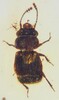 今回発見されたヒゲボソケシキスイ科の甲虫（資料写真）。(c)Xinhua News 