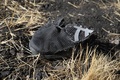 エチオピア・ビショフトゥ付近のエチオピア航空機墜落現場で見つかった靴の一部（2019年3月11日撮影）。(c)Michael TEWELDE / AFP