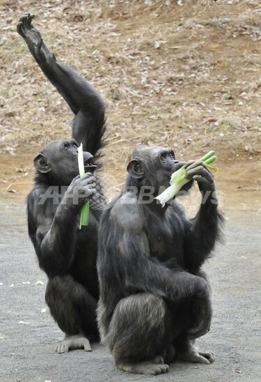 動物園のチンパンジーも将来に備える？来園者に投げる石を準備