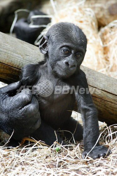 ケーセン ゴリラの子 楽天市場】ケーセン ぬいぐるみ Kosen ゴリラの子 28cm Gorilla Baby