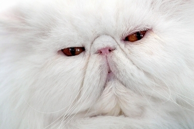 サウジアラビアの宗教警察がイヌ・ネコ禁止令