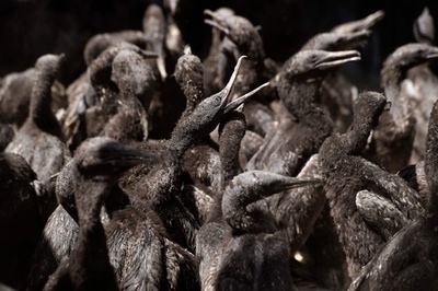 餌不足で親が「育児放棄」？ ウのひな鳥1200羽保護 南ア